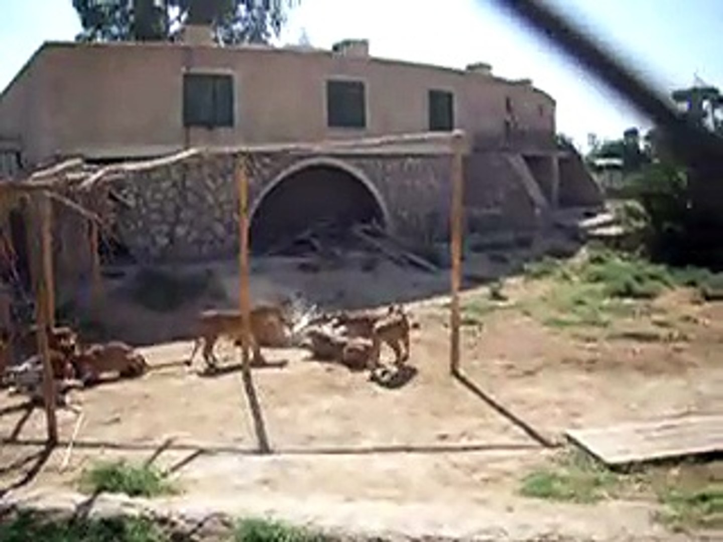 Lions vs. Donkeys