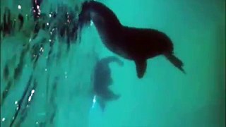 swim with sea lions
