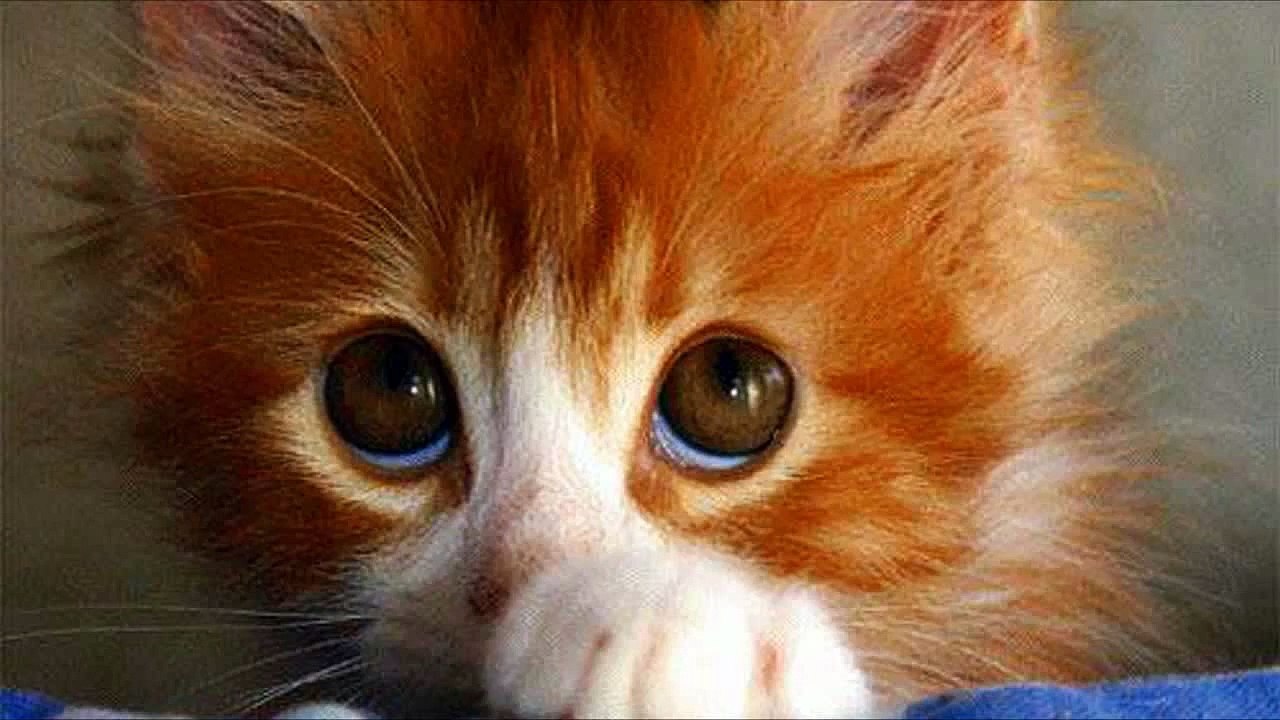 Kopie van Cute cats feel guilty   Funny guilty cat compilation