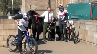 Holy cow! Biker jumps cattle in amazing stunt