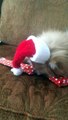 World's Cutest Dog Opening His Christmas Gift! Funny Teacup Pomeranian 