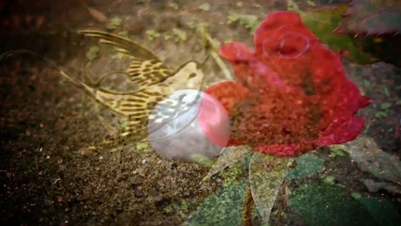 Scorpions   ❤   Here In My Heart  ❤