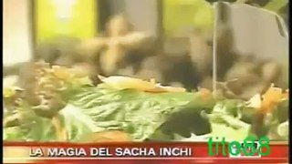 Aceite de Sacha Inchi Inca Inchi gana como El mejor aceite del Mundo