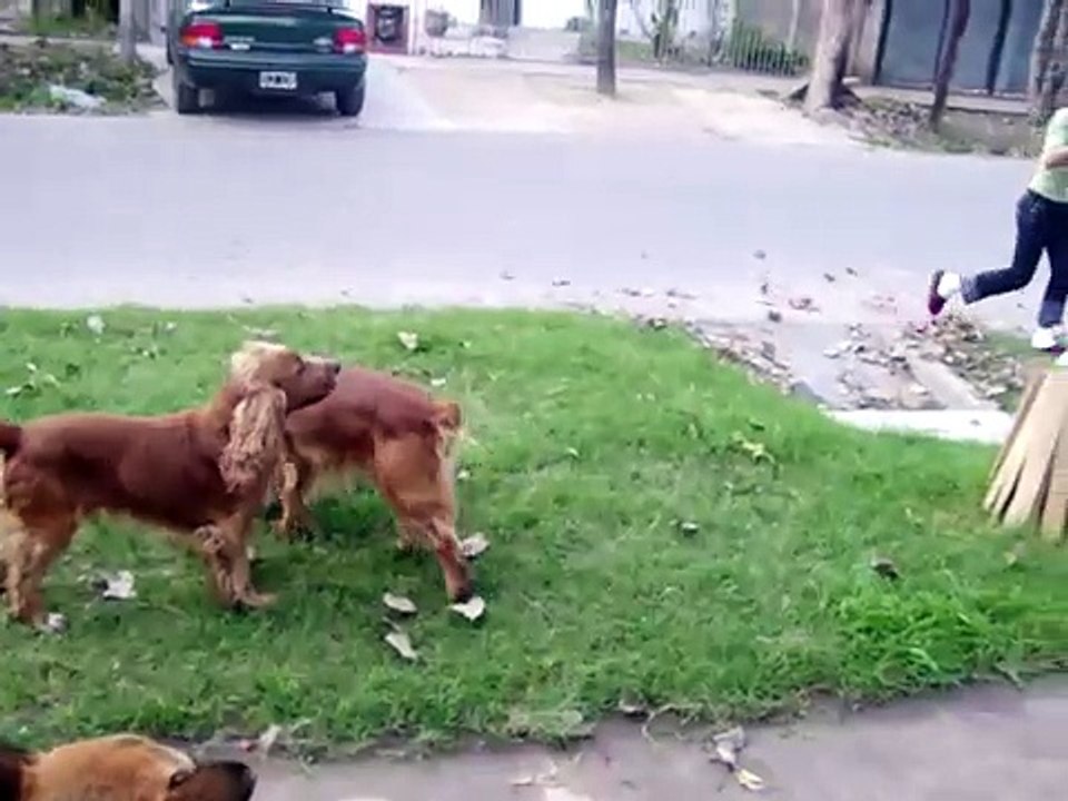 perros cockers jugando