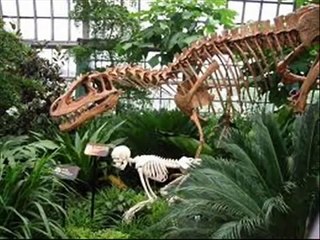 skeleton of dinosaurs.wmv
