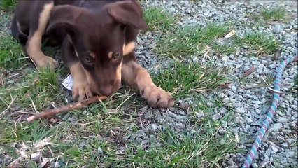 9 weeks Old Cute Kelpie Puppy