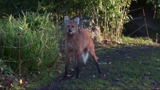 Les loups à crinière