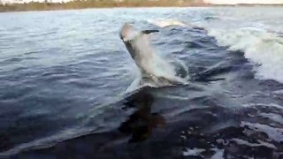 Dolphin Cruise Orange Beach / Gulf Shores, AL