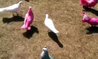 Rare vogels- Funny birds-