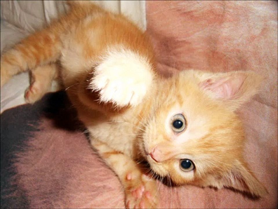 Diego , mon petit diable roux...