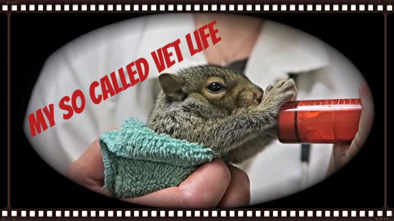 VETERINARIAN INSIGHTS; INSIDE THE CLINIC AND HELLO TO THE NEW SCHOOL YEAR