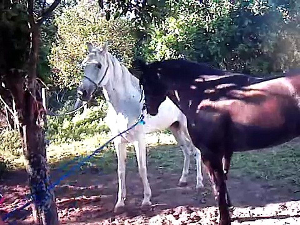Manuel e o seu grande garanhão 3º tentativa
