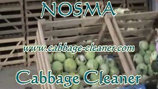 NOSMA fresh market cabbage cleaning