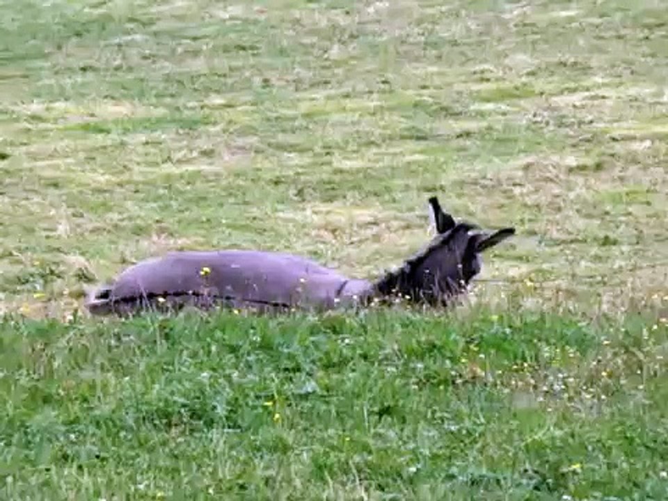 Nanesse notre annesse