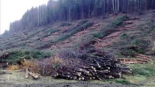 Těžba dřeva Hardforest dálnice Kralovany Skidder  HSM-805