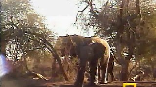 Pete's Pond - Elephants from shore cam