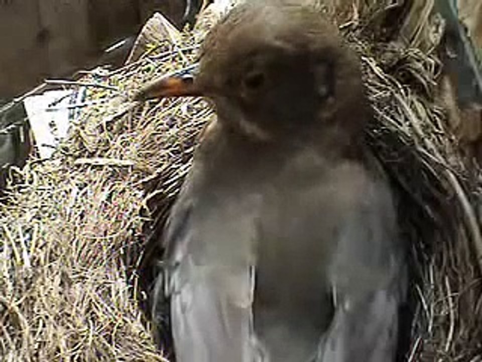 song-thrush/lijster 2 eggs