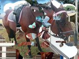 Australian Stock Horse x Quarter Horse Mare 4 SALE- Braeview Jillian.
