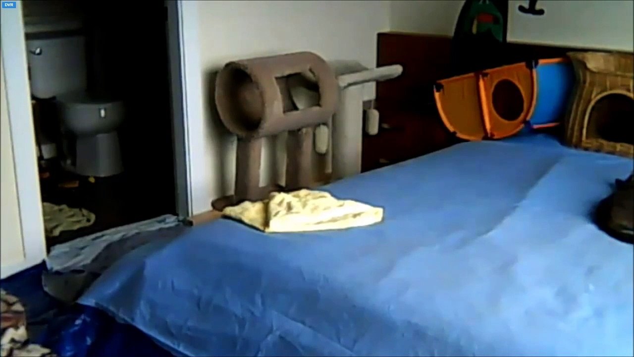 Kittypocalypse - Kitten under the sheet