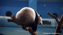 20150829 仔仔跨出一瞬間 The Giant Panda Yuan Zai @Taipei zoo