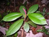 Endemic and Endangered Hora Trees of the Rainforests in Sri Lanka