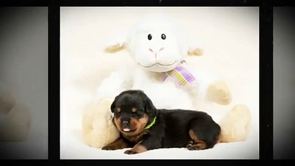 Indiana Rottweiler Puppies Week 2, Alpha & Omega Rottweilers