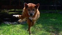 Funny  animals making funny faces - Hilarious animal emotions.
