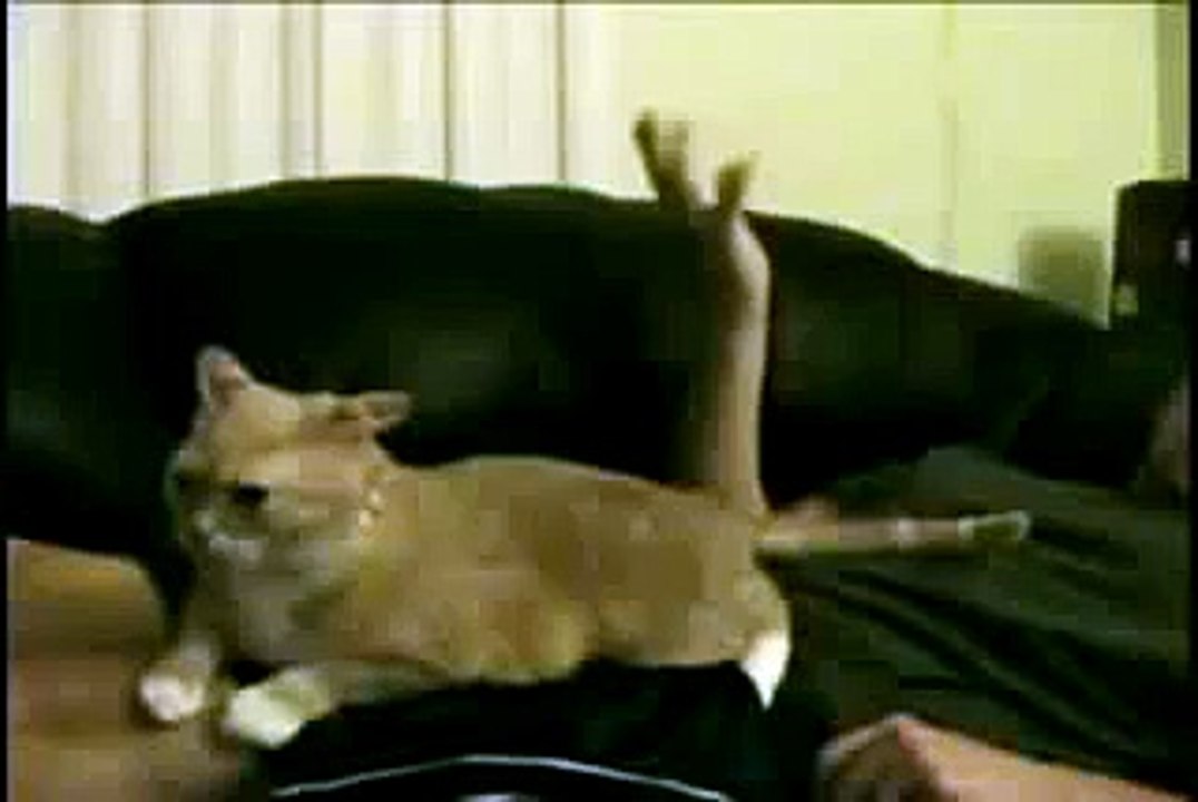 The Trololololo Cat