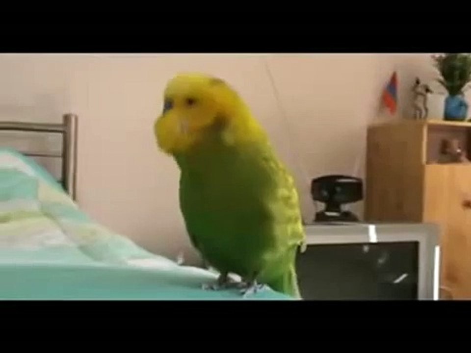 ტამპლი-ტუმპლი, molaparake tutiyushi. - Parrot