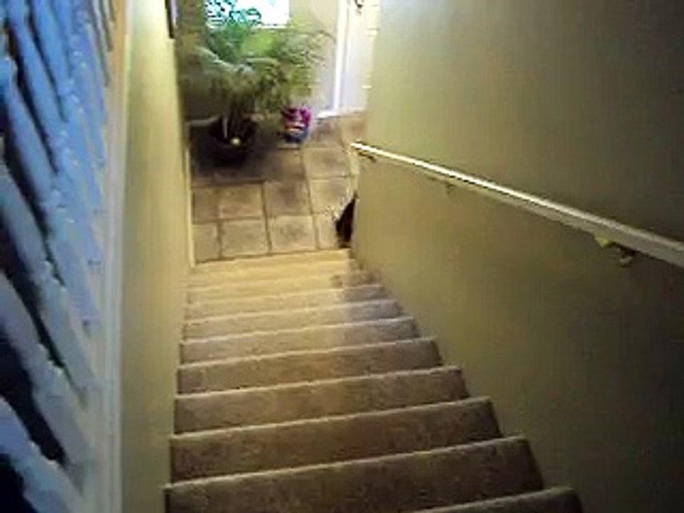 Stupid But Smart Dachshund