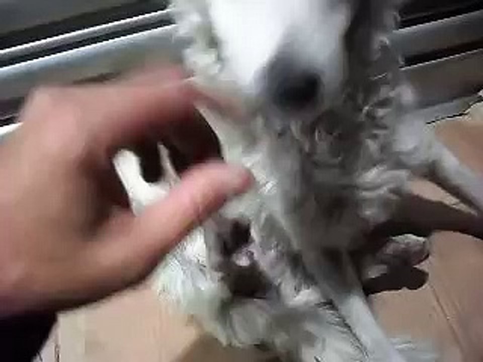 Cachorra de rua abandonada .