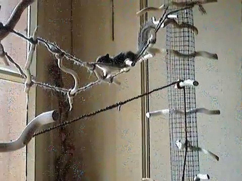 Streifenhörnchen Attila mit 8 Wochen