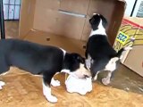 Smooth Collie puppies four weeks old