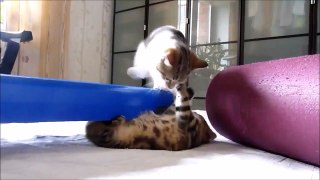 Funny Cats! Funny Videos with Cats! Autumn 2015  Part 8