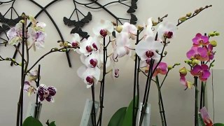 orchidée entretien