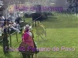 Baile marinera con Caballo Peruano de Paso (Parte 1)