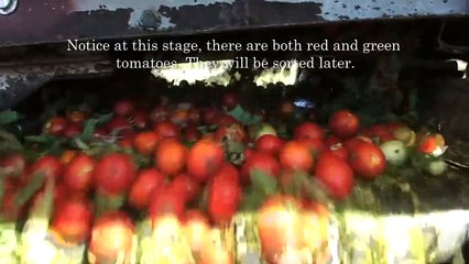 How Tomatoes are Harvested