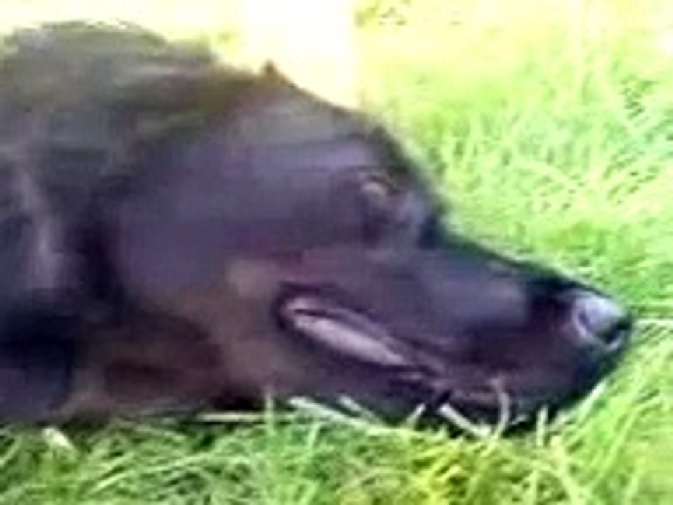 Funny laughing dog
