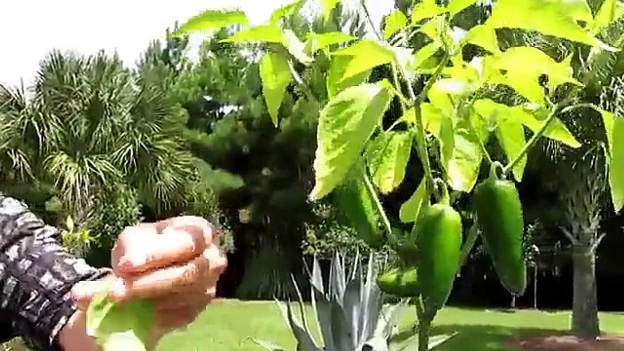 How to grow Hot Peppers. Tips on growing Hot Peppers.  Growing Chiles 101 for newer gardeners
