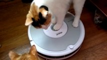 1  Cat studying robot   cleaner , funny cats , Кошка изучает робот пылесос !