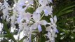 Neostylis Lou Sneary 'Blue' - beautiful, fragrant blue and white orchid.