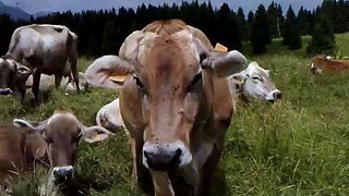 Mucche al pascolo sul monte Avena