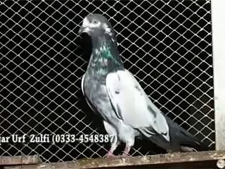 Pakistani KABOOTAR ustad ZULFI Lahore Pakistan