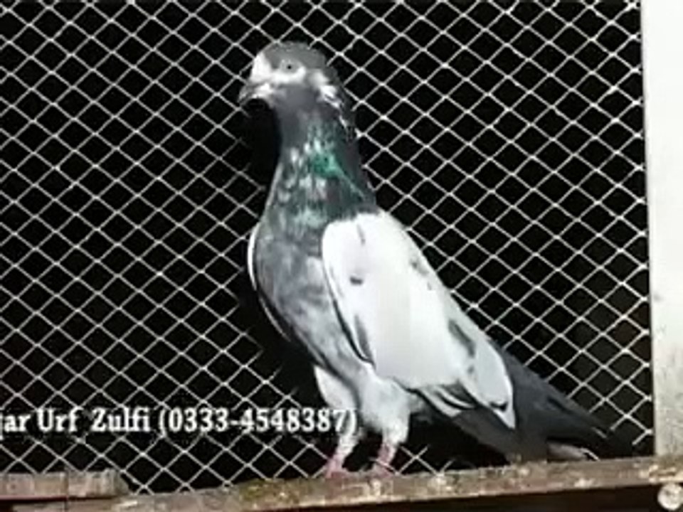 Pakistani KABOOTAR ustad ZULFI Lahore Pakistan