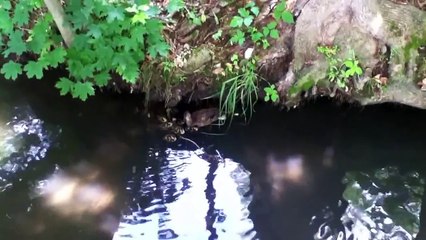 Turtle Eats Duckling As Girls Gasp In Horror