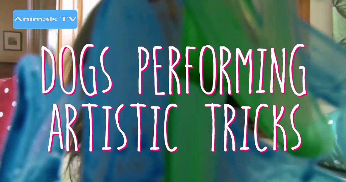 Funny Dogs Funny Videos Funny Animals Videos Compilation 2015 #10 | funny animals compilation