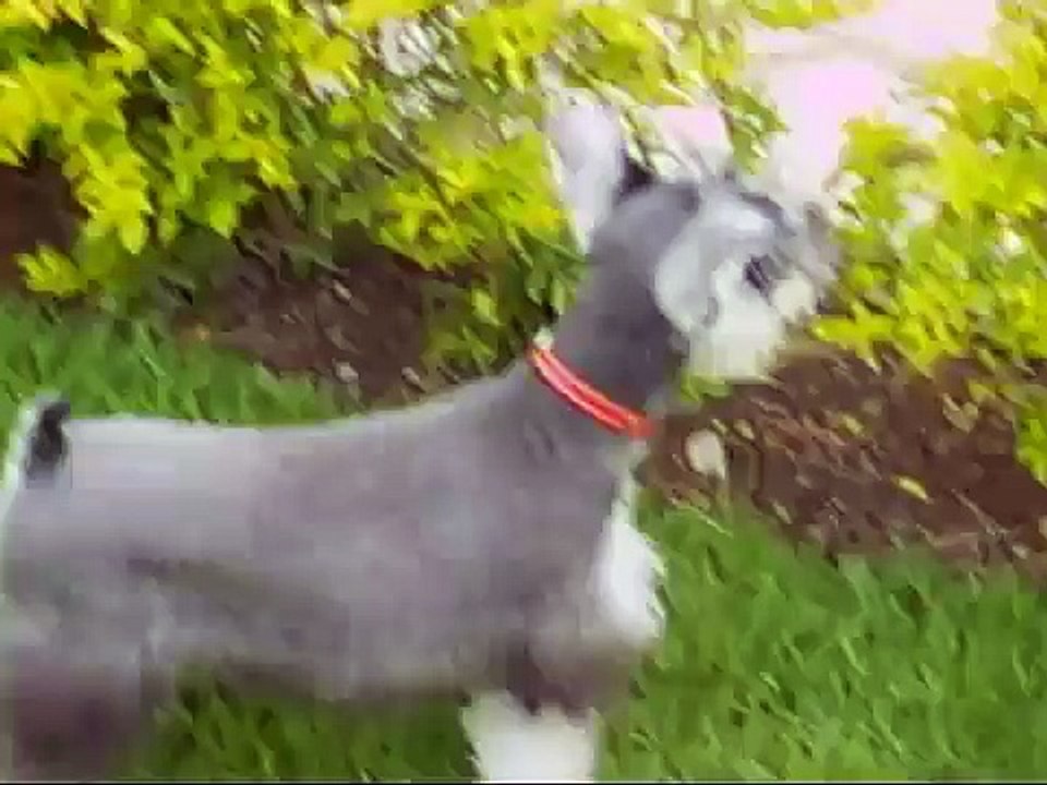 Schnauser Bono de Carlos Bravo
