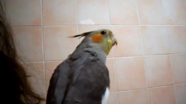 Pepe the Cockatiel sings La Cucaracha