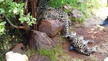 White Lion and Jaguar Cubs Fight