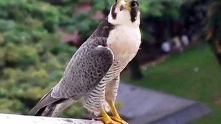 Peregrine Falcon in Spore 1